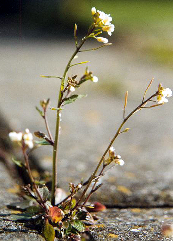 Arabidopsis - First species of plant to flower in space
