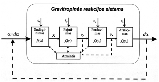 Alvido Stočkaus modifikuota gravitropinės reakcijos schema (Rawitsher, 1932), kaip matematinio modeliavimo pagrindas