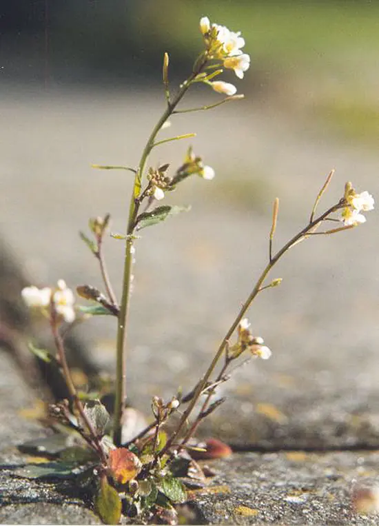 Chang'e-4, biosfera, CNSA, Arabidopsis Chang'e-4, biosfera, CNSA, Arabidopsis
