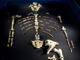 Lucy skeletas